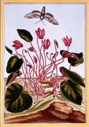 Cyclamen, c.1766 (ručně kolorovaná rytina)